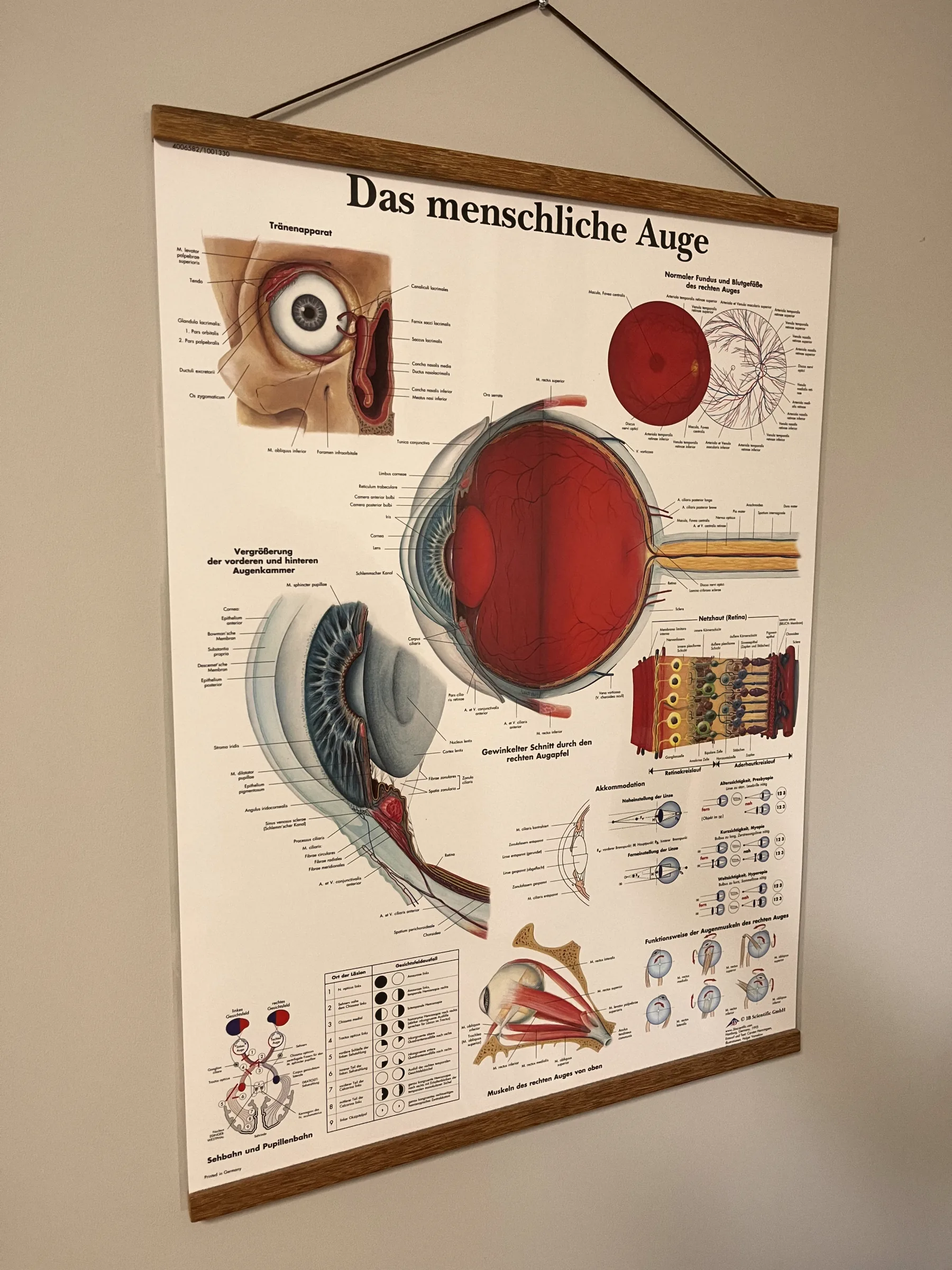 Eine anatomische Lehrtafel „Das menschliche Auge“ hängt an einer hellen Wand.